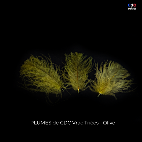 Plumes de CDC Premium Triées - Olive