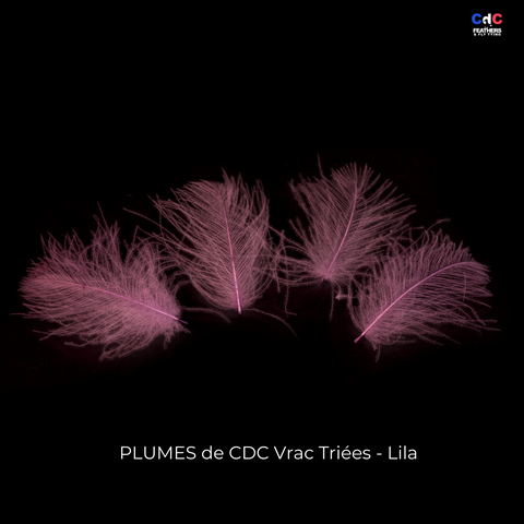 Plumes de CDC Premium Triées - Lilas
